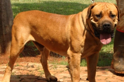 Mighty Mabula