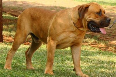 Mighty Mabula