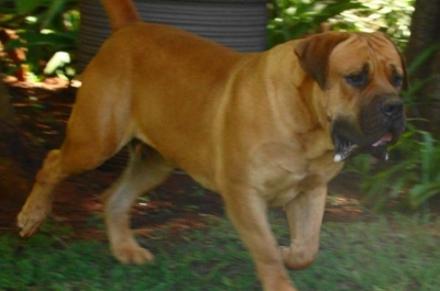 Mighty Mabula