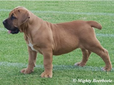 Kleinsandfontein Brady (Kleinsandfontein Huey x MES Lorelei)