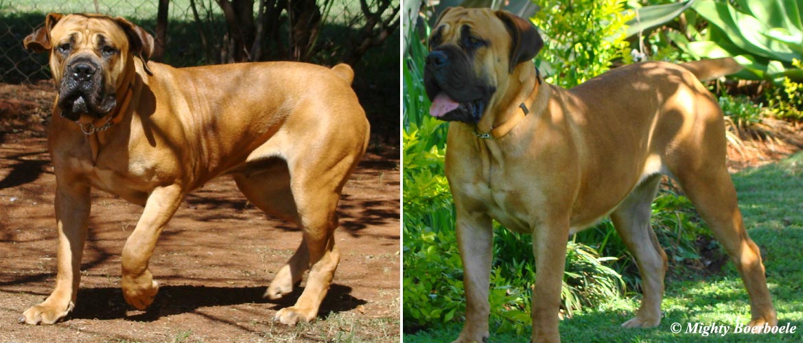 Afrika Thuli | Mighty Boerboele | 100% Original Boerboel breeder since 2000