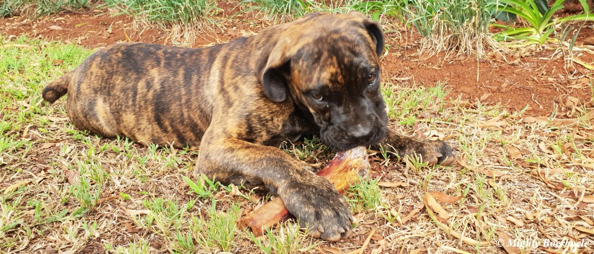 Mighty Boerboele | 100% Original Boerboel breeder since 2000