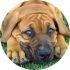 Mighty Boerboele | 100% Original Boerboel breeder since 2000