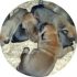 Mighty Boerboele | 100% Original Boerboel breeder since 2000