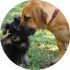 Mighty Boerboele | 100% Original Boerboel breeder since 2000