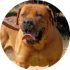 Mighty Boerboele | 100% Original Boerboel breeder since 2000