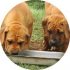 Mighty Boerboele | 100% Original Boerboel breeder since 2000