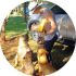Mighty Boerboele | 100% Original Boerboel breeder since 2000