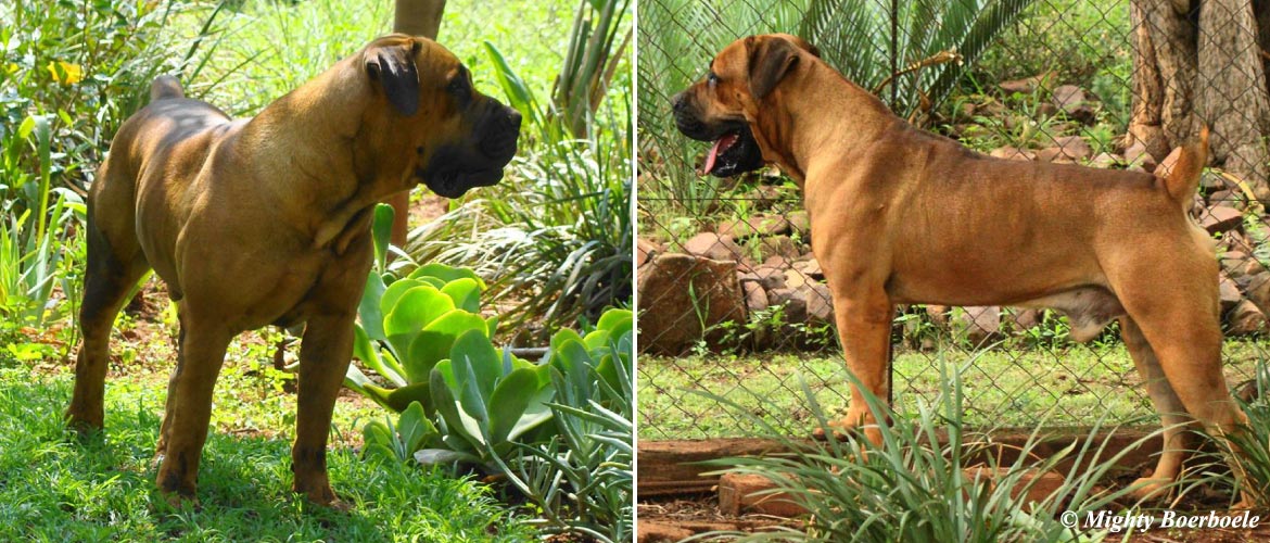 Killian Kratos | Mighty Boerboele | 100% Original Boerboel breeder since 2000