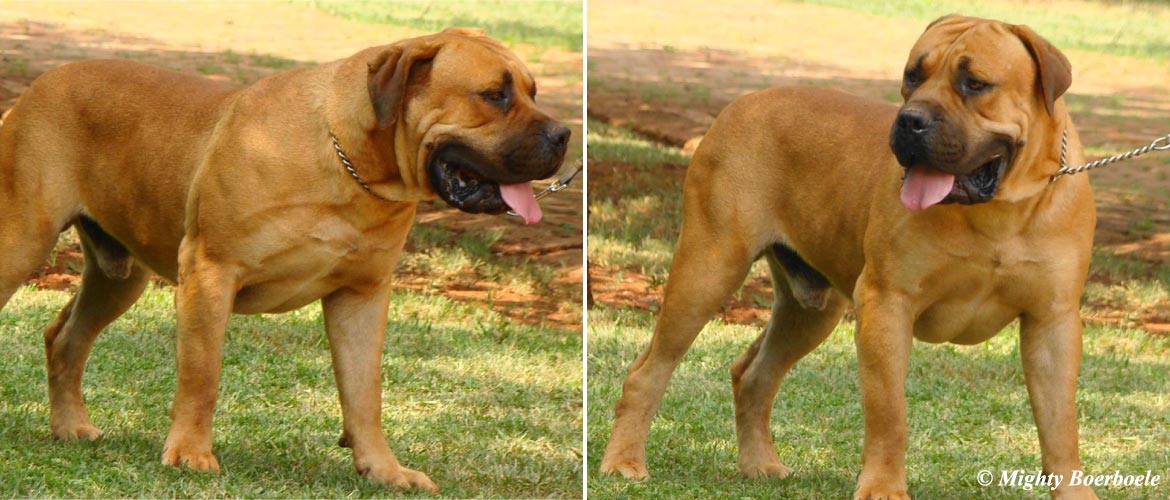 Mighty Mabula | Mighty Boerboele | 100% Original Boerboel breeder since 2000