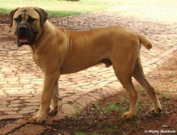 Mighty Spartan | Mighty Boerboele | 100% Original Boerboel breeder since 2000