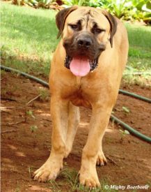 Mighty Spartan | Mighty Boerboele | 100% Original Boerboel breeder since 2000