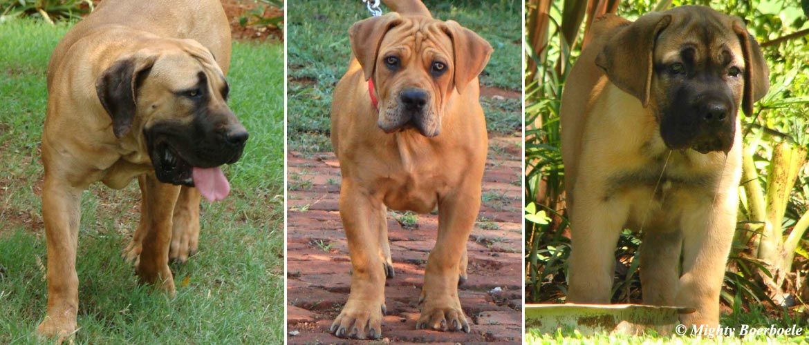 Mighty Boerboele | 100% Original Boerboel breeder since 2000