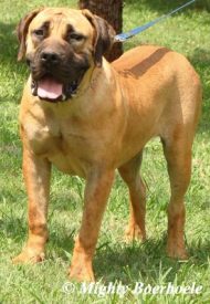 Mighty Kairi (Mighty Mabula x Afrika Jade 1)