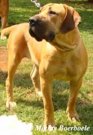 Mighty Xia (Mighty Mabula x Afrika Thuli)