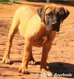 Mighty Zara (Mighty Mabula x Mighty Zula)