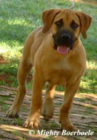 Mighty Zoeye (Mighty Mabula x Mighty Zula)