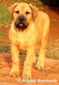 Elevation Pippa (Groenberg Rambo x Elevation Madusa)