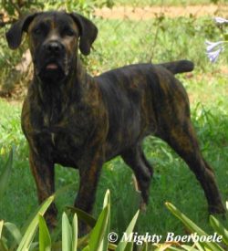 Killian Nicola (MES Bite a Bullet x Kleinsandfontein Graci)