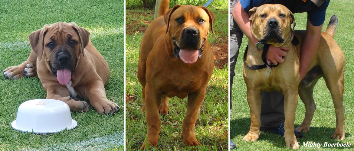 Mighty Boerboele | 100% Original breeder since 2000