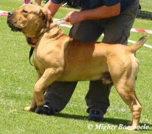 CDH Zeus (Middelpos Jock 1 x Middlepos Miki)