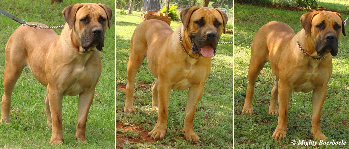 Mighty Kiama | Mighty Boerboele | 100% Original Boerboel breeder since 2000