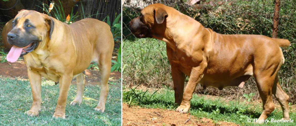 Mighty Zula | Mighty Boerboele | 100% Original Boerboel breeder since 2000Mighty Kiama | Mighty Boerboele | 100% Original Boerboel breeder since 2000